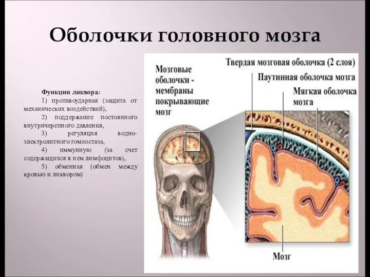 Оболочки головного мозга Функции ликвора: 1) противоударная (защита от механических