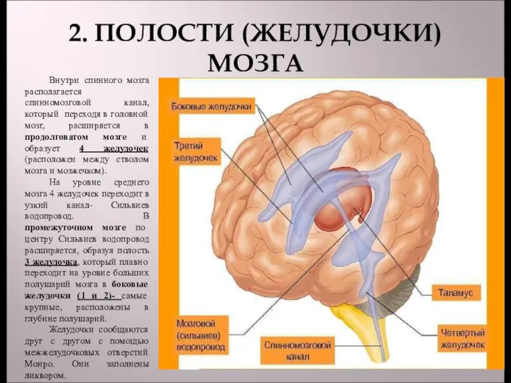 2. ПОЛОСТИ (ЖЕЛУДОЧКИ) МОЗГА Внутри спинного мозга располагается спинномозговой канал,