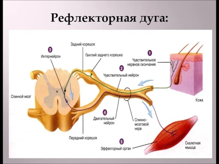 Рефлекторная дуга: