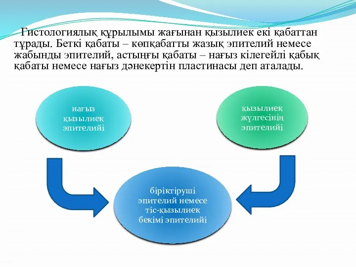 Гистологиялық құрылымы жағынан қызылиек екі қабаттан тұрады. Беткі қабаты –