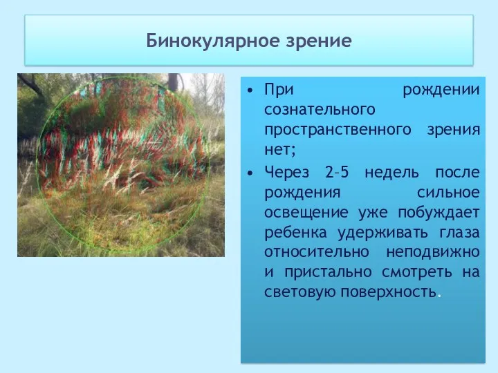 Бинокулярное зрение При рождении сознательного пространственного зрения нет; Через 2–5 недель после рождения