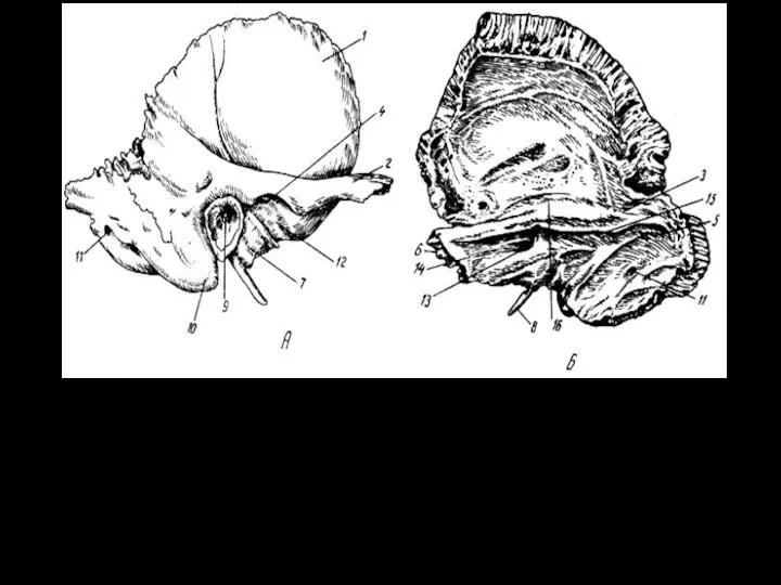 Височная кость (правая). А - вид снаружи; Б - вид