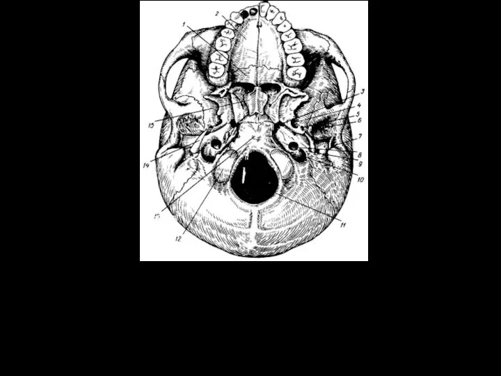 Наружное основание черепа. 1 - горизонтальная пластинка небной кости; 2