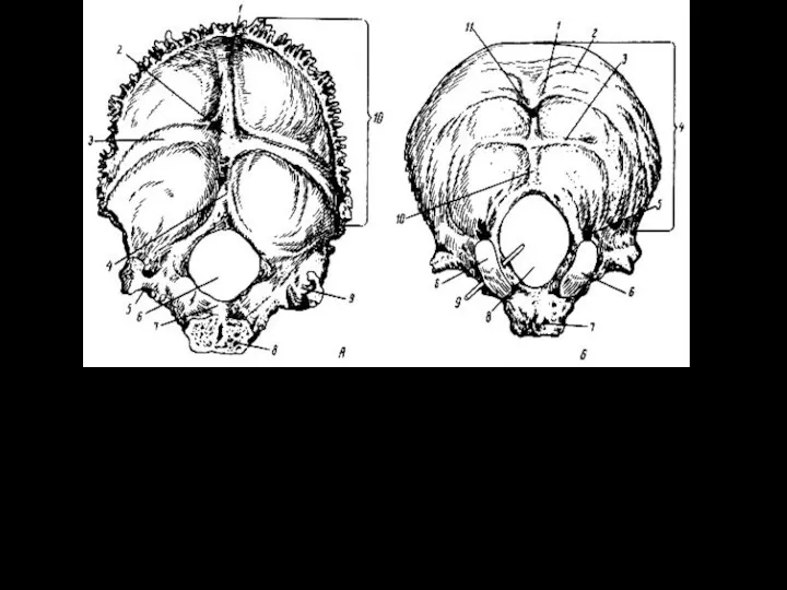 Затылочная кость. А - изнутри: 1, 3 - борозды венозных
