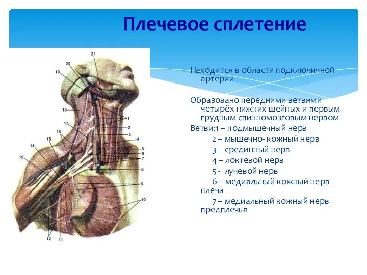 Плечевое сплетение Находится в области подключичной артерии Образовано передними ветвями