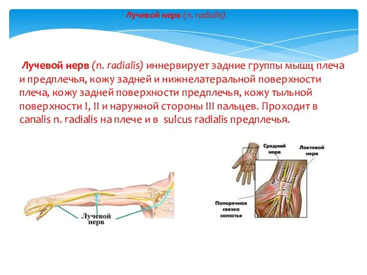 Лучевой нерв (n. radialis) иннервирует задние группы мышц плеча и
