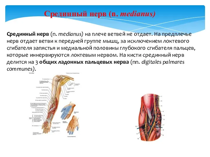 Срединный нерв (n. medianus) на плече ветвей не отдает. На
