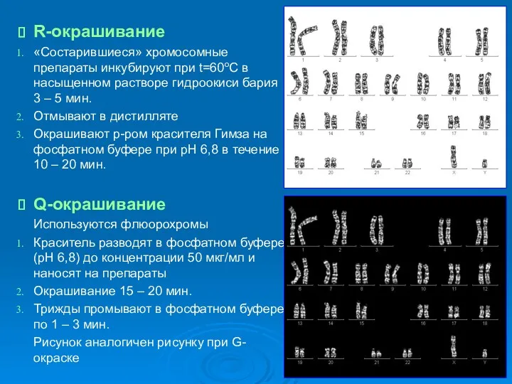 R-окрашивание «Состарившиеся» хромосомные препараты инкубируют при t=60oC в насыщенном растворе