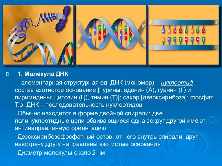 1. Молекула ДНК - элементарная структурная ед. ДНК (мономер) –