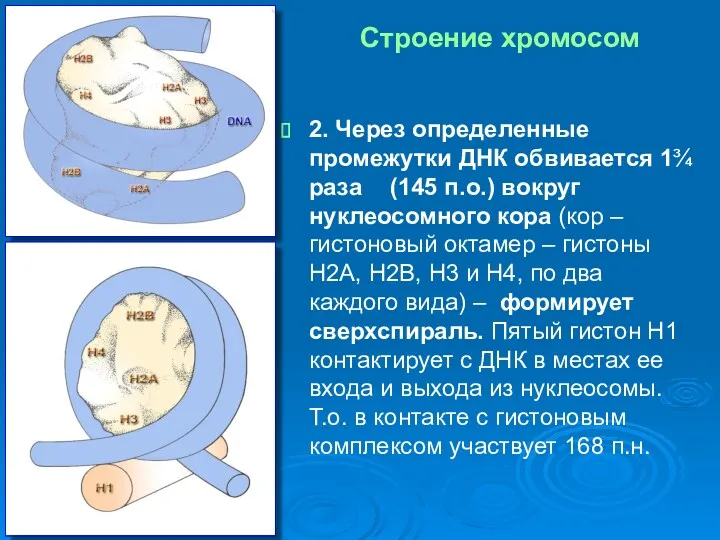 2. Через определенные промежутки ДНК обвивается 1¾ раза (145 п.о.)