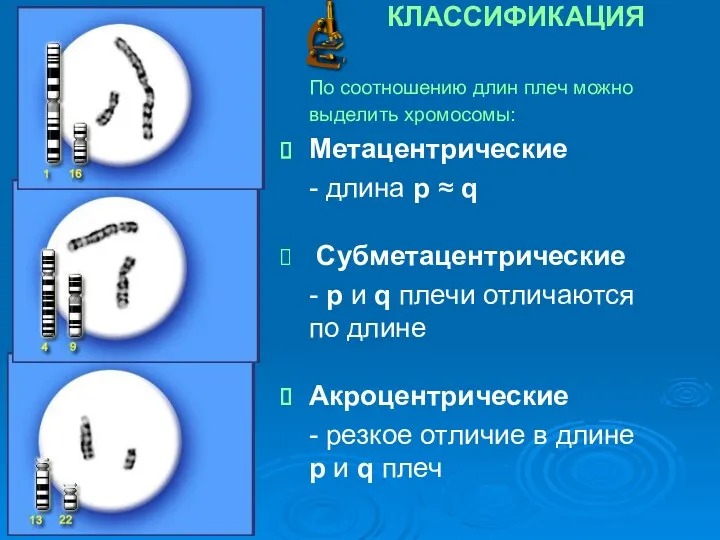 КЛАССИФИКАЦИЯ По соотношению длин плеч можно выделить хромосомы: Метацентрические -