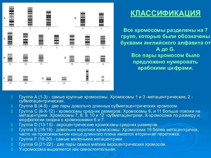 КЛАССИФИКАЦИЯ Все хромосомы разделены на 7 групп, которые были обозначены