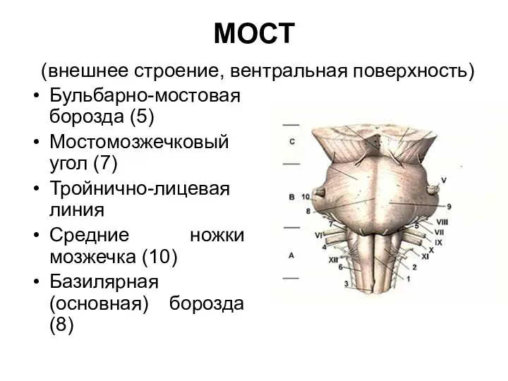 МОСТ (внешнее строение, вентральная поверхность) Бульбарно-мостовая борозда (5) Мостомозжечковый угол