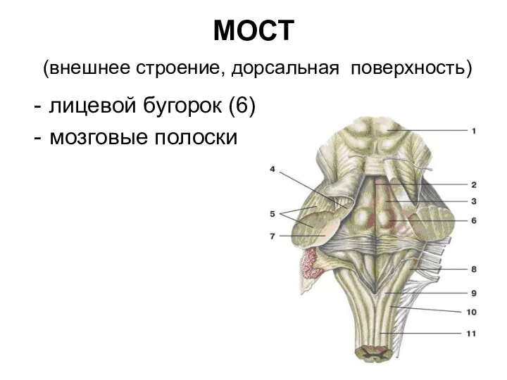 МОСТ (внешнее строение, дорсальная поверхность) лицевой бугорок (6) мозговые полоски