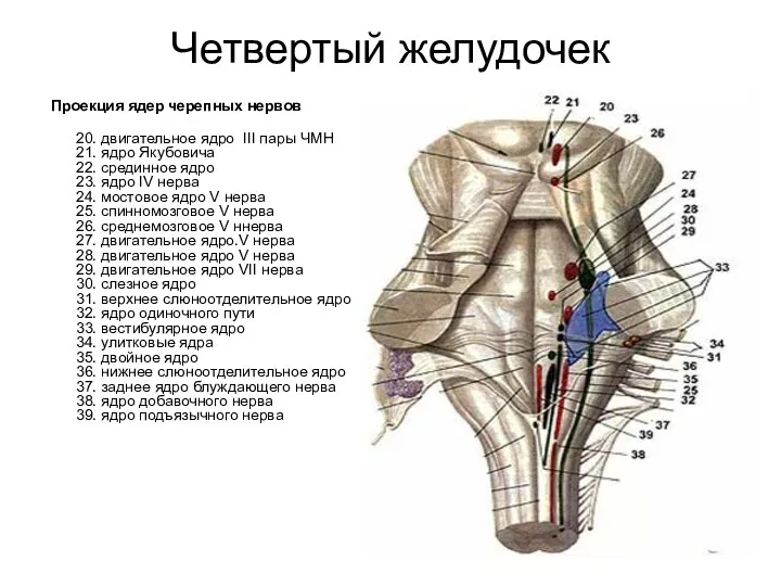 Четвертый желудочек Проекция ядер черепных нервов 20. двигательное ядро III пары ЧМН 21.