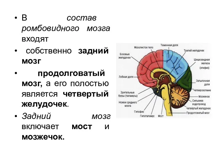 В состав ромбовидного мозга входят собственно задний мозг продолговатый мозг,