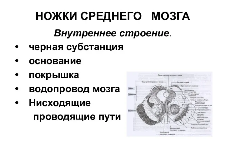 Внутреннее строение. черная субстанция основание покрышка водопровод мозга Нисходящие проводящие пути НОЖКИ СРЕДНЕГО МОЗГА