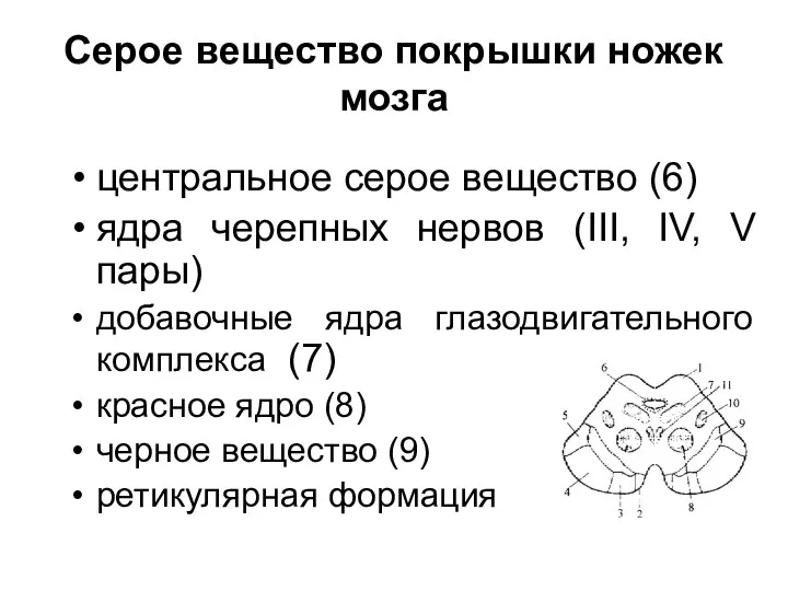 Серое вещество покрышки ножек мозга центральное серое вещество (6) ядра черепных нервов (III,