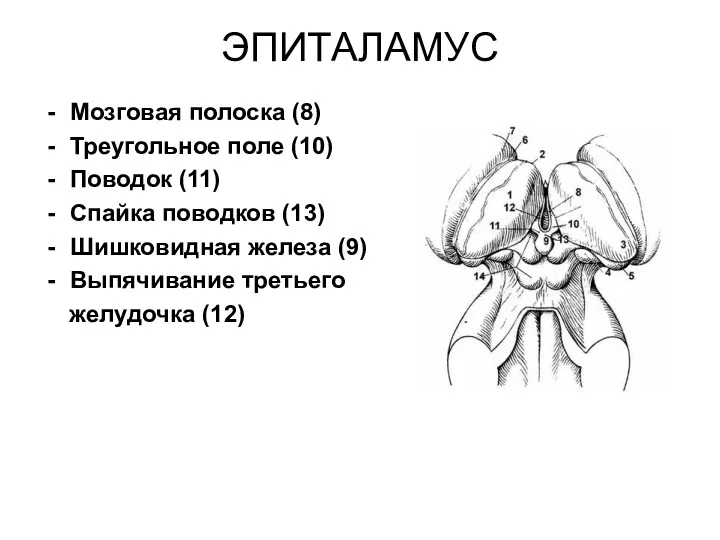 ЭПИТАЛАМУС Мозговая полоска (8) Треугольное поле (10) Поводок (11) Спайка поводков (13) Шишковидная