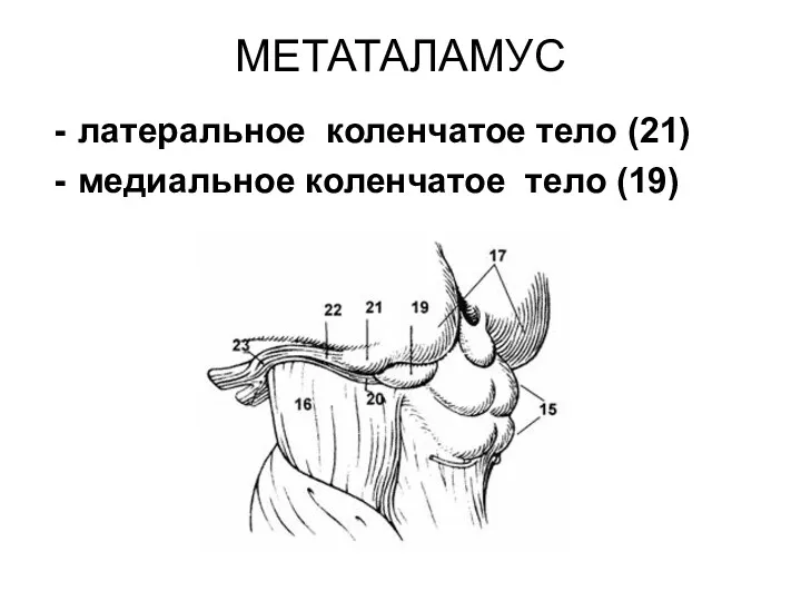 МЕТАТАЛАМУС латеральное коленчатое тело (21) медиальное коленчатое тело (19)