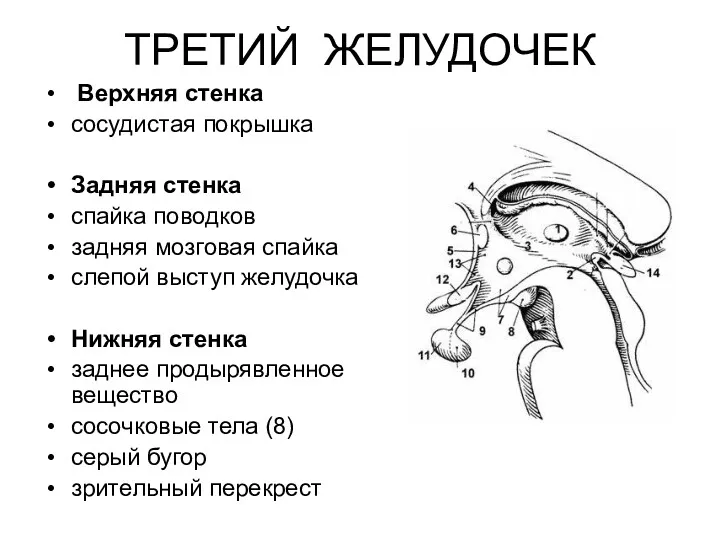 Верхняя стенка сосудистая покрышка Задняя стенка спайка поводков задняя мозговая спайка слепой выступ