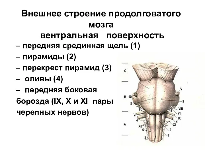 Внешнее строение продолговатого мозга вентральная пoвeрхнocть передняя срединная щель (1) пирамиды (2) перекрест