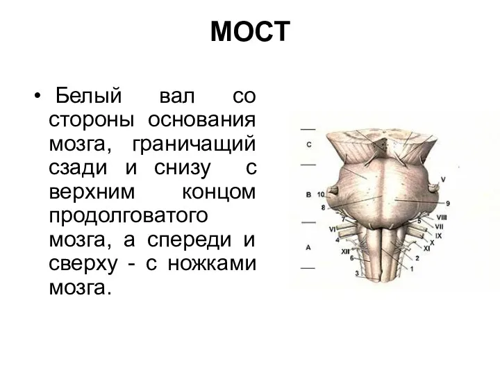 МОСТ Белый вал со стороны основания мозга, граничащий сзади и снизу с верхним