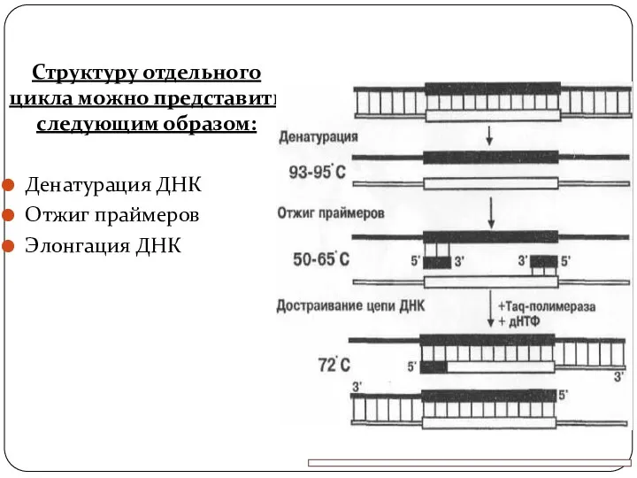 Структуру отдельного цикла можно представить следующим образом: Денатурация ДНК Отжиг праймеров Элонгация ДНК