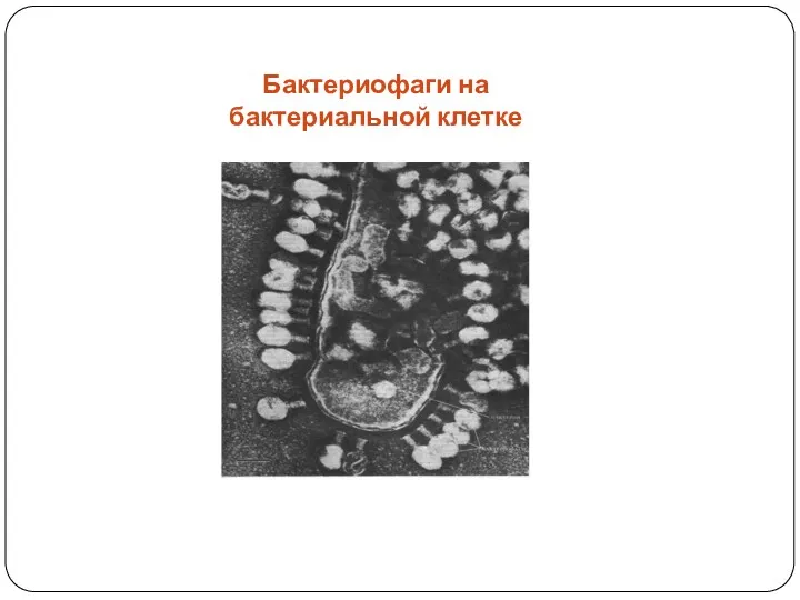 Бактериофаги на бактериальной клетке