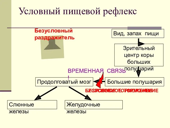 Условный пищевой рефлекс Вид, запах пищи Продолговатый мозг Большие полушария