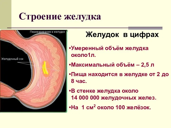 Строение желудка Желудок в цифрах Умеренный объём желудка около1л. Максимальный