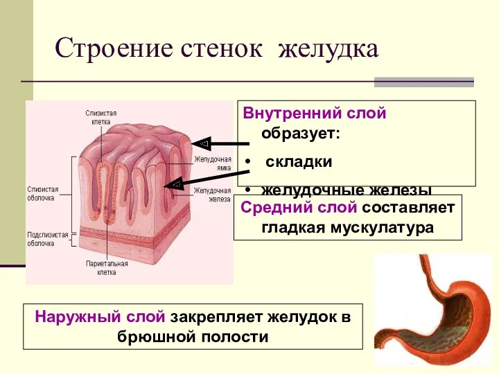 Строение стенок желудка Наружный слой закрепляет желудок в брюшной полости