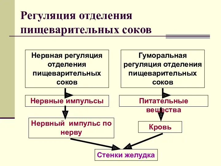 Регуляция отделения пищеварительных соков Нервная регуляция отделения пищеварительных соков Гуморальная