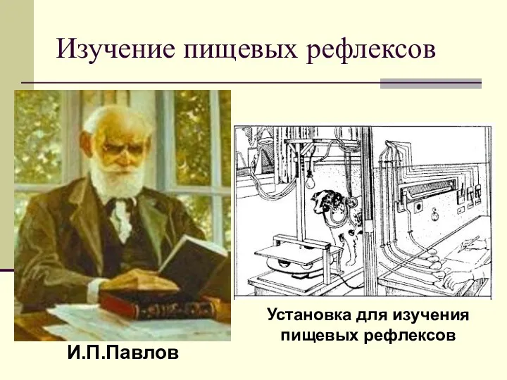 Изучение пищевых рефлексов И.П.Павлов Установка для изучения пищевых рефлексов