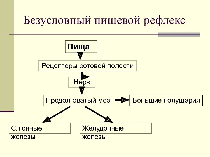 Безусловный пищевой рефлекс Пища Рецепторы ротовой полости Нерв Продолговатый мозг Большие полушария Слюнные железы Желудочные железы