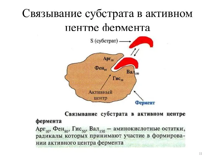 Связывание субстрата в активном центре фермента