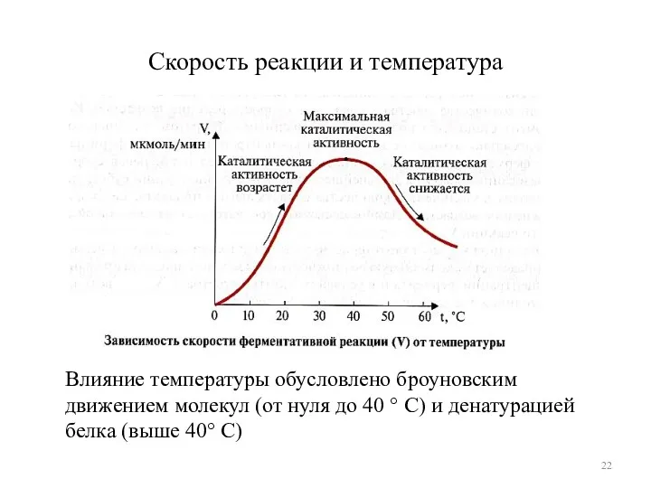 Скорость реакции и температура Влияние температуры обусловлено броуновским движением молекул