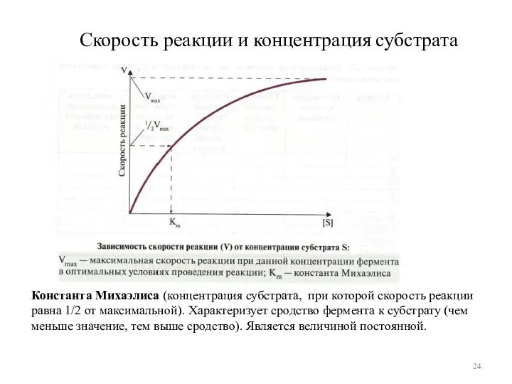 Скорость реакции и концентрация субстрата Константа Михаэлиса (концентрация субстрата, при