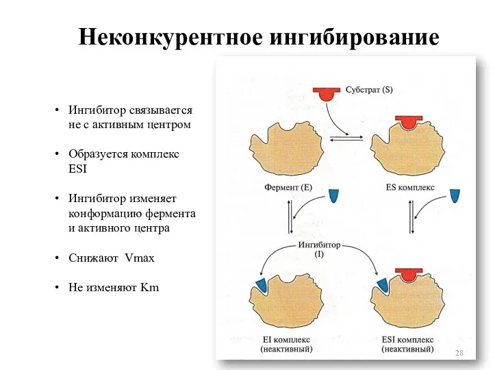 Неконкурентное ингибирование Ингибитор связывается не с активным центром Образуется комплекс