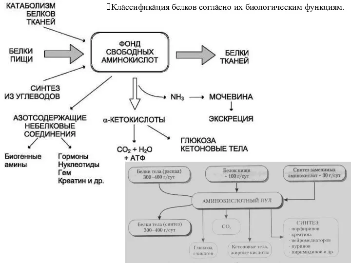 Классификация белков согласно их биологическим функциям.