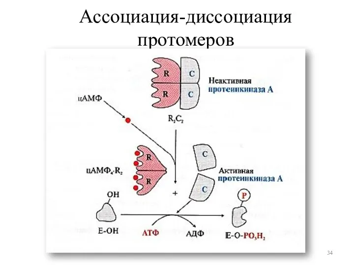 Ассоциация-диссоциация протомеров