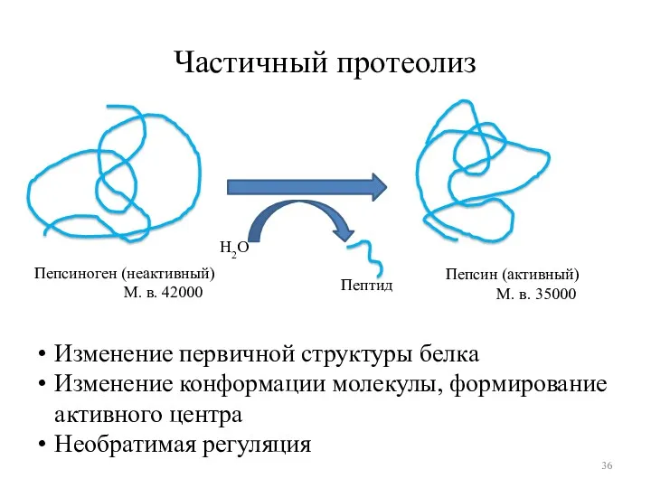 Частичный протеолиз Изменение первичной структуры белка Изменение конформации молекулы, формирование активного центра Необратимая регуляция