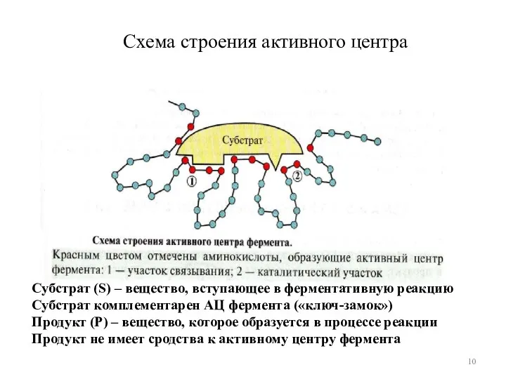 Схема строения активного центра Субстрат (S) – вещество, вступающее в