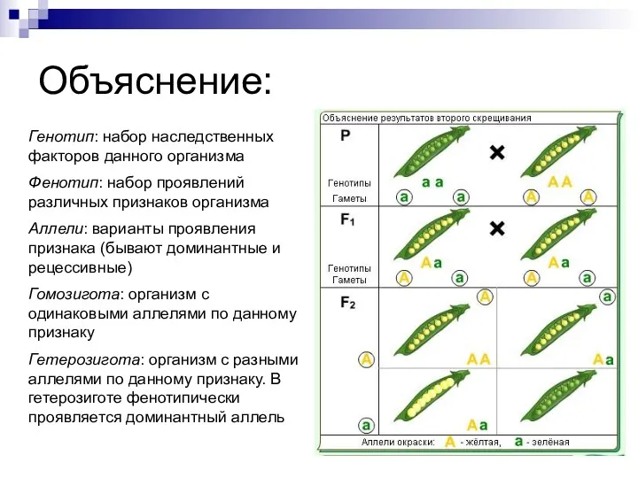 Объяснение: Генотип: набор наследственных факторов данного организма Фенотип: набор проявлений