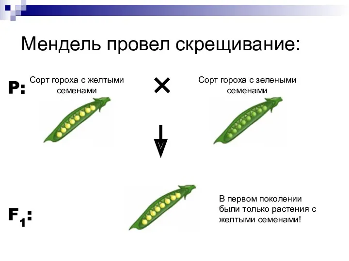 Мендель провел скрещивание: P: F1: