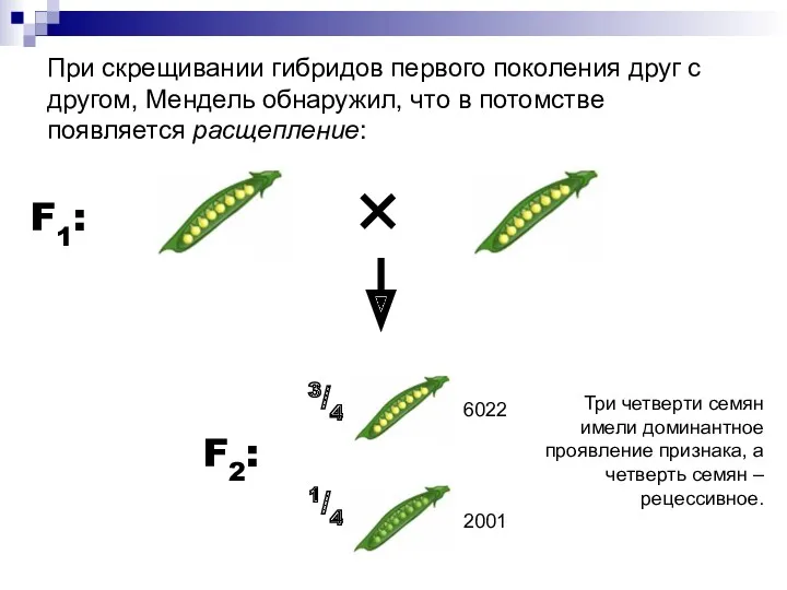 При скрещивании гибридов первого поколения друг с другом, Мендель обнаружил,