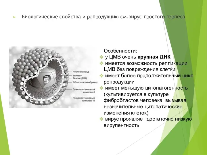 Биологические свойства и репродукцию см.вирус простого герпеса Особенности: у ЦМВ