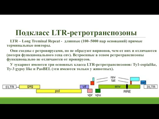 Подкласс LTR-ретротранспозоны LTR – Long Treminal Repeat - длинные (100–5000 пар оснований) прямые