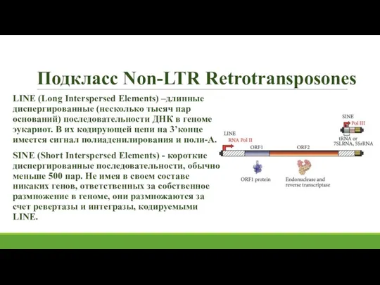 Подкласс Non-LTR Retrotransposones LINE (Long Interspersed Elements) –длинные диспергированные (несколько тысяч пар оснований)