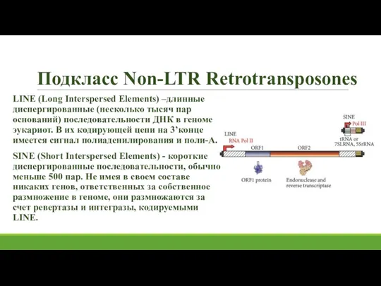 Подкласс Non-LTR Retrotransposones LINE (Long Interspersed Elements) –длинные диспергированные (несколько